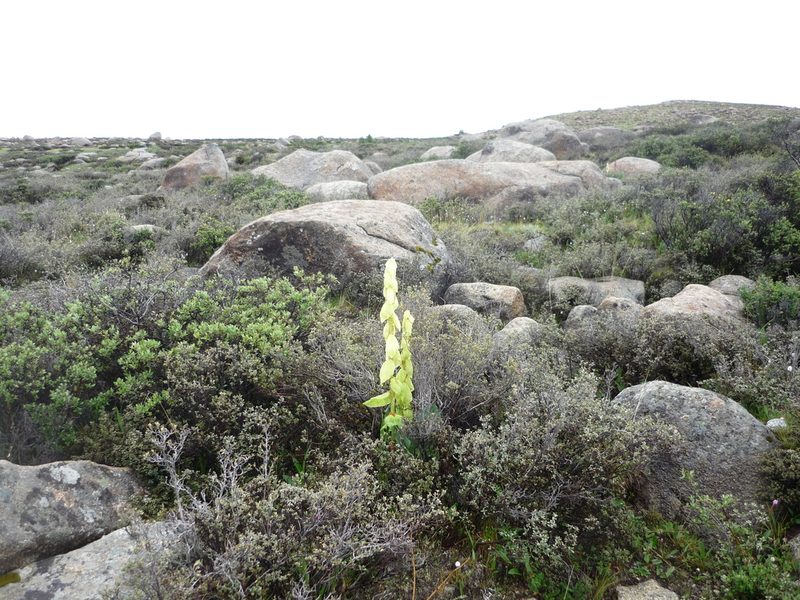 Rheum alexandrae, photographed by Andreas Taeger