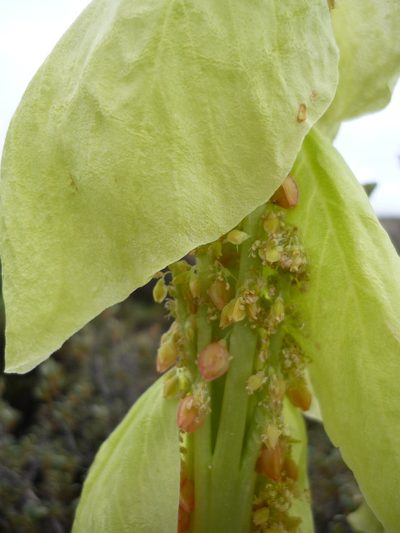 Rheum alexandrae, photographed by Andreas Taeger