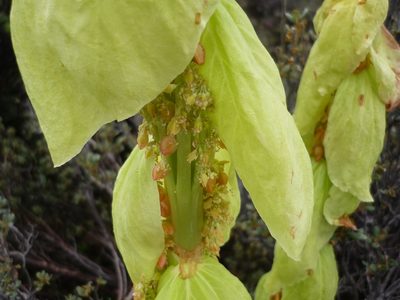 Rheum alexandrae, photographed by Andreas Taeger