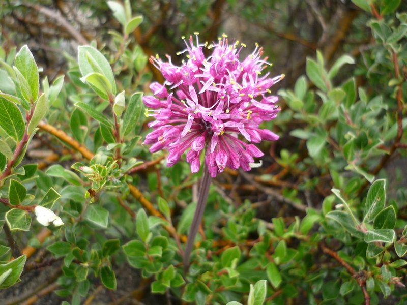 Allium prattii, photographed by Andreas Taeger