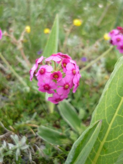 Androsace spinulifera, photographed by Andreas Taeger
