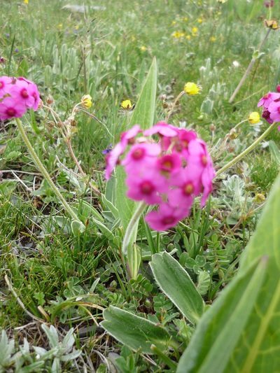 Androsace spinulifera, photographed by Andreas Taeger