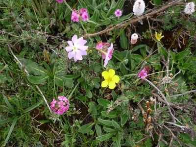 Androsace spinulifera, photographed by Andreas Taeger