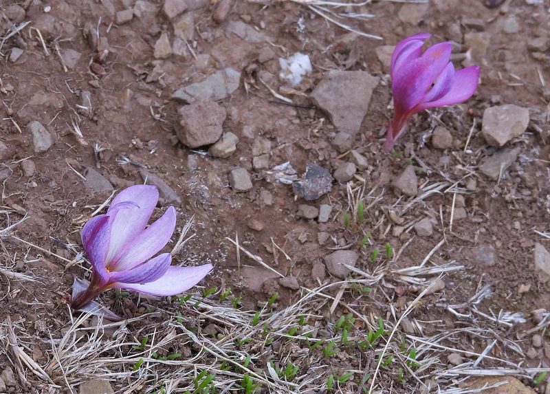 Zephyranthes andina, photographed by Hugo Hulsberg