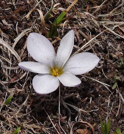 Zephyranthes andina, photographed by Hugo Hulsberg