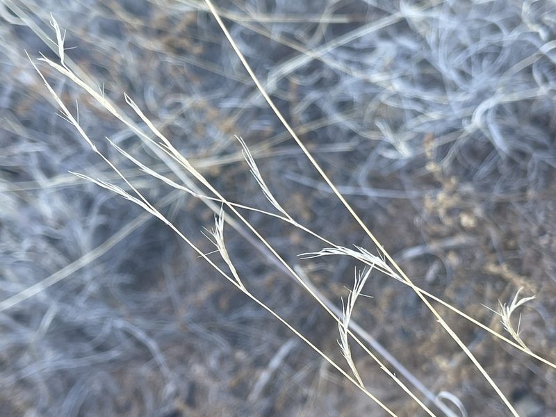 Bouteloua eriopoda, photographed by Robbie Hannawacker