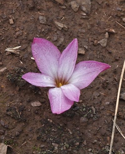 Zephyranthes andina, photographed by Hugo Hulsberg