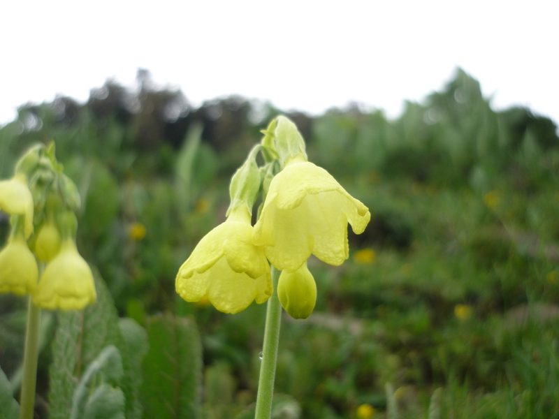 Primula sikkimensis, photographed by Andreas Taeger