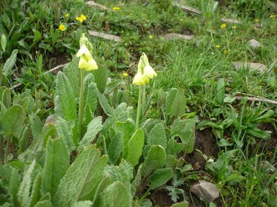 Primula sikkimensis, photographed by Andreas Taeger