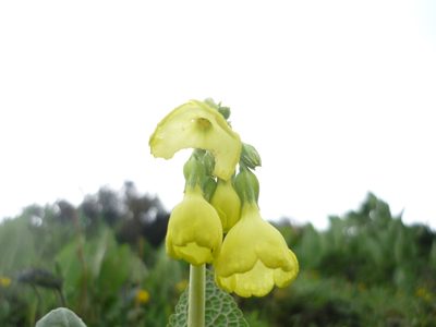 Primula sikkimensis, photographed by Andreas Taeger