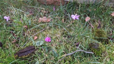 Cyclamen coum, photographed by gill_ryenats