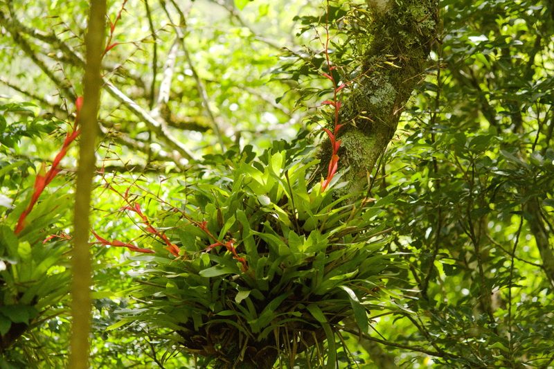 Vriesea vagans, photographed by Fernando Sessegolo