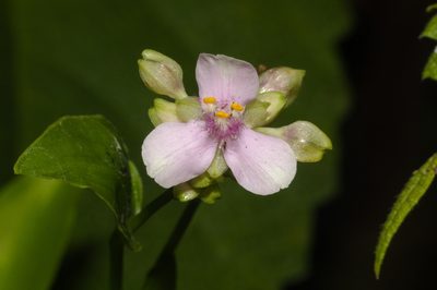 Tripogandra diuretica, photographed by Fernando Sessegolo