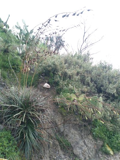 Puya cochabambensis, photographed by Alfredo F. Fuentes Claros