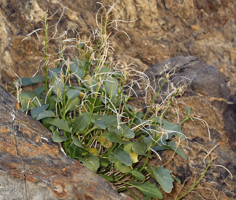 Hesperidanthus jaegeri, photographed by Steve Matson