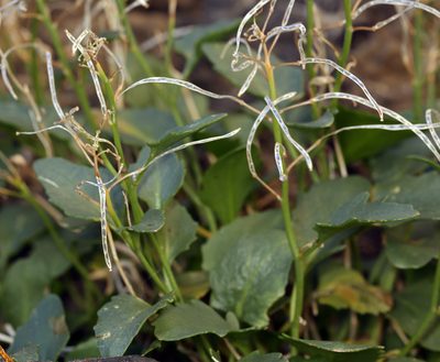 Hesperidanthus jaegeri, photographed by Steve Matson