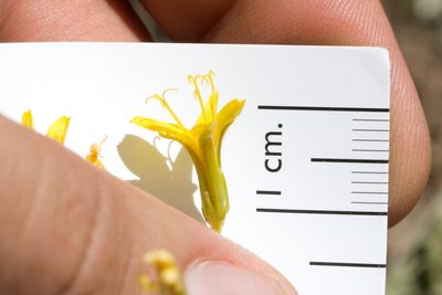 Crepis pleurocarpa, photographed by Ken-ichi Ueda
