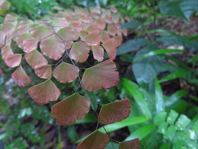 Adiantum tenerum, photographed by Annika Lindqvist