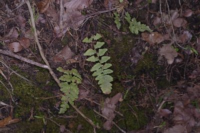 Myriopteris tomentosa, photographed by Michelle W. （鍾偉瑋）