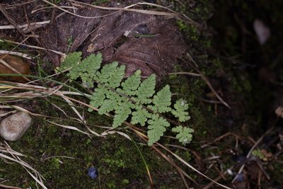 Myriopteris tomentosa, photographed by Michelle W. （鍾偉瑋）