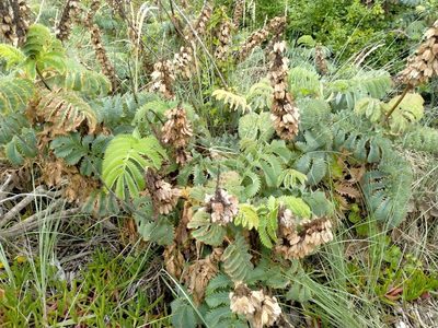 Melianthus major, photographed by John Barkla