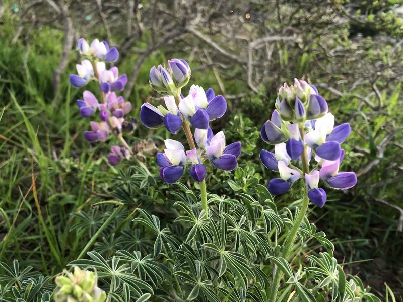 Lupinus variicolor, photographed by Jeff Harter
