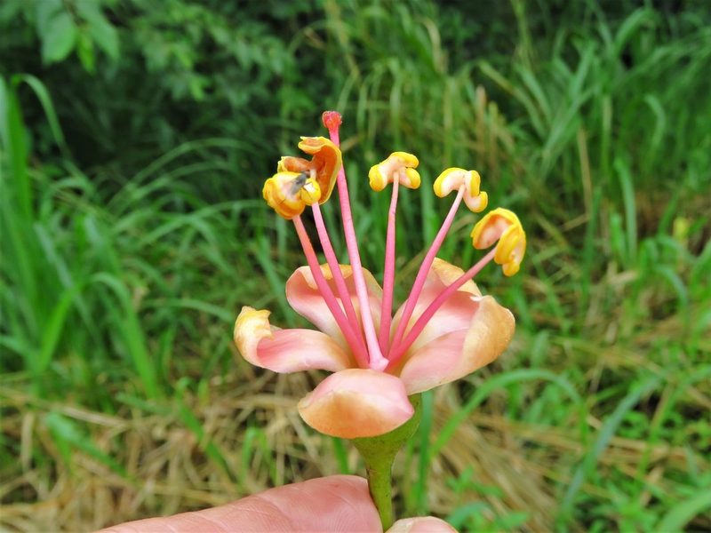 Ceiba pentandra, photographed by Annika Lindqvist