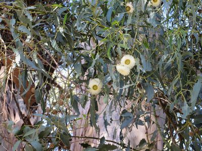 Eucalyptus globulus, photographed by redrovertracy