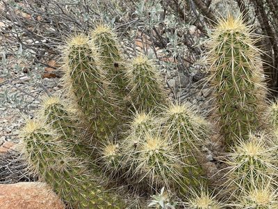 Echinocereus nicholii, photographed by Henrik Kibak