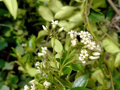 Parsonsia heterophylla, photographed by John Barkla