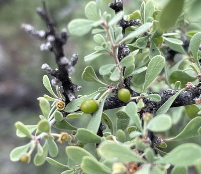 Condalia globosa, photographed by Henrik Kibak