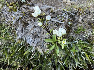 Gentianella diemensis, photographed by Miguel de Salas