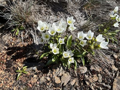Gentianella diemensis, photographed by Miguel de Salas