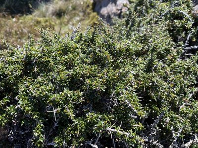 Coprosma nitida, photographed by Miguel de Salas