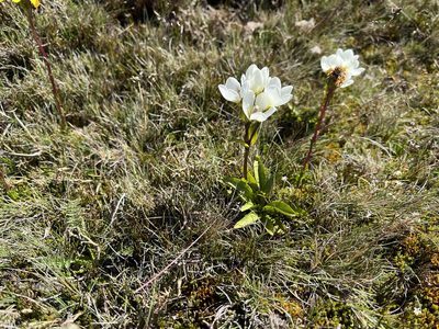 Gentianella diemensis, photographed by Miguel de Salas
