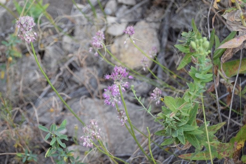 Allium cretaceum, photographed by Michael Kozlov
