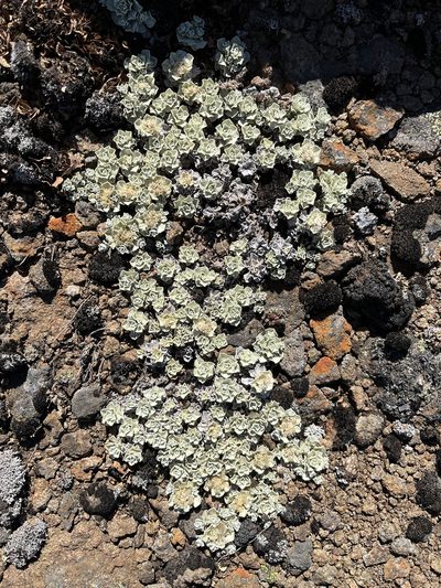 Ewartia catipes, photographed by Miguel de Salas