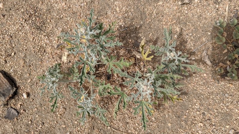 Sphaeralcea rusbyi, photographed by velodrome
