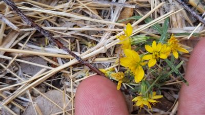 Pectis papposa, photographed by velodrome
