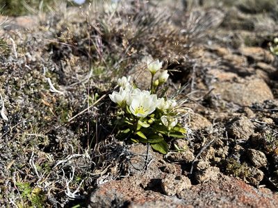 Gentianella diemensis, photographed by Miguel de Salas