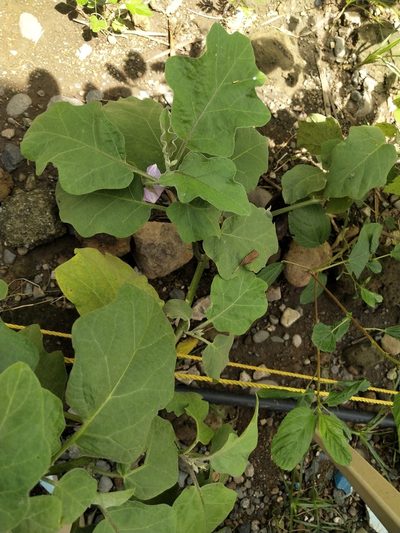 Solanum melongena, photographed by Greg III Espera