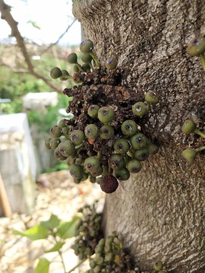 Ficus heteropoda, photographed by Greg III Espera