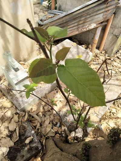 Ficus heteropoda, photographed by Greg III Espera