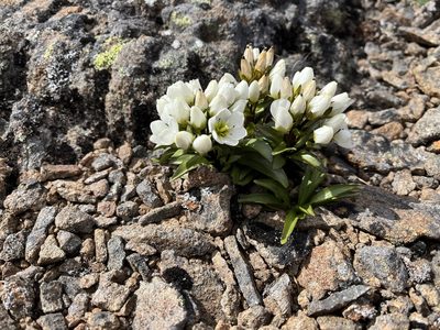 Gentianella diemensis, photographed by Miguel de Salas