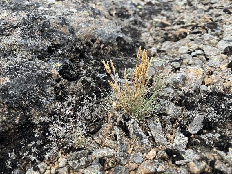 Agrostis muelleriana, photographed by Miguel de Salas