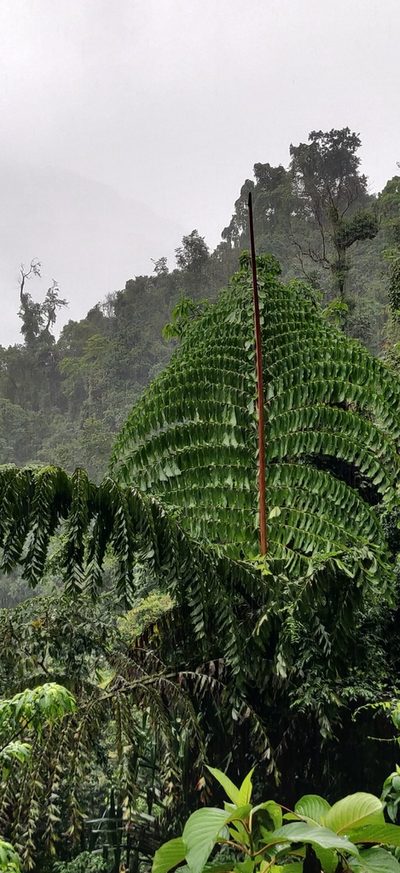 Caryota obtusa, photographed by T R Shankar Raman