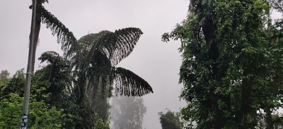 Caryota obtusa, photographed by T R Shankar Raman