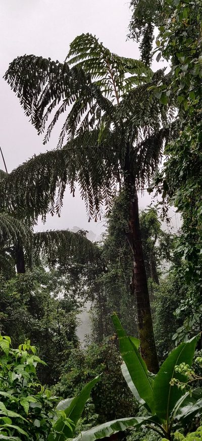 Caryota obtusa, photographed by T R Shankar Raman