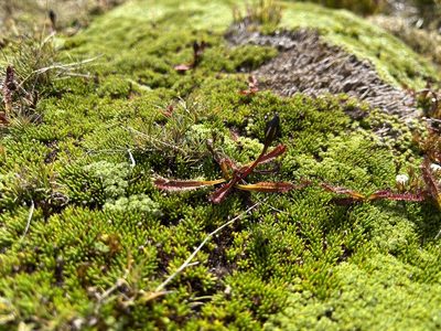 Drosera arcturi, photographed by Miguel de Salas