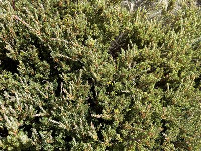 Acrothamnus montanus, photographed by Miguel de Salas